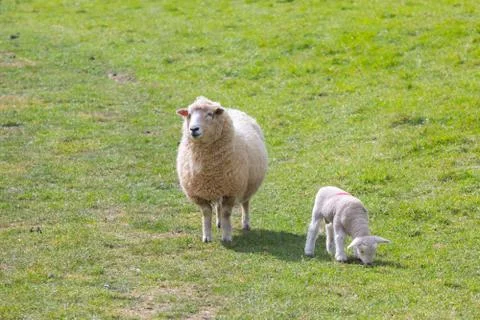 Lamb a week old Stock Photos