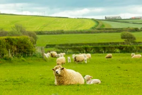 Lamb a week old Stock Photos