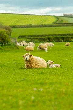 Lamb a week old Stock Photos
