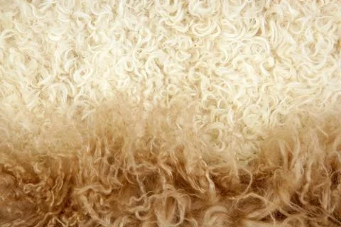 Lamb wool macro texture closeup cream color Stock Photos