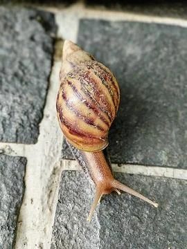 Lambat tapi pasti 库存照片