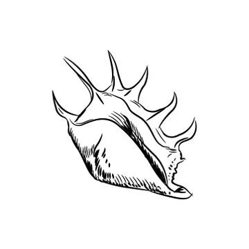 Lambis, common name the spider conch, is a species of large sea snail, a mari Stock Illustration