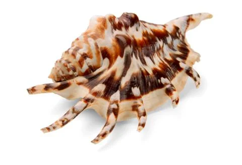 Lambis lambis seashell Stock Photos