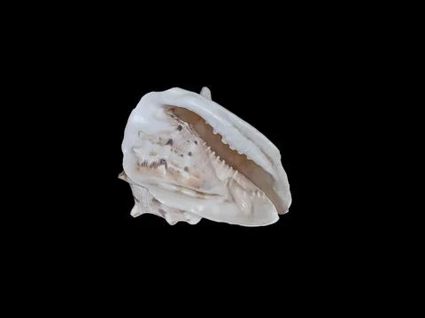 Lambis lambis spider conch shell side view on black background, marine zool.. Stockfoto's