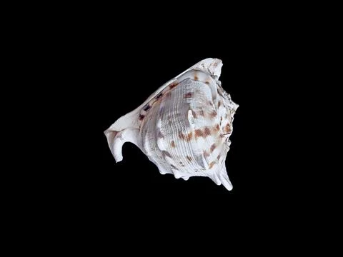 Lambis lambis spider conch shell side view on black background, marine zool.. Photos