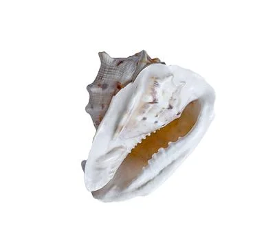 Lambis lambis spider conch underside with wide aperture isolated on transpa.. 스톡 사진