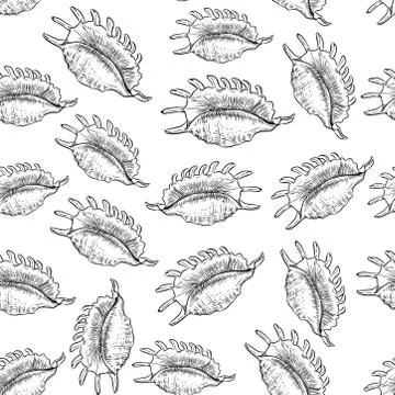 Lambis spider conch, large sea snail, a marine gastropod mollusk in the famil Stock Illustration