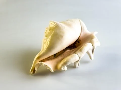 Lambis Truncata shell. White background Foto stock