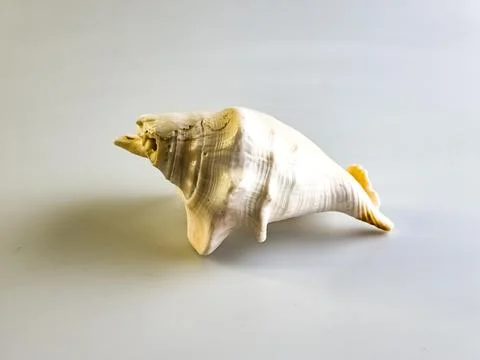 Lambis Truncata shell. White background. Close-up Foto stock