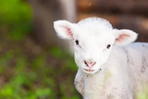 Lambkin Stock Photos