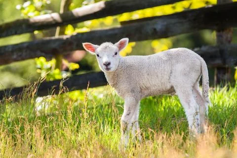 Lambkin Stock Photos