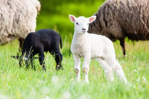 Lambkin Stock Photos