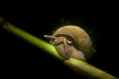 Lambkin Stock Photos