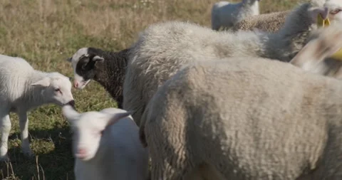 Lambs among the herd in the field Stock Footage 172226960