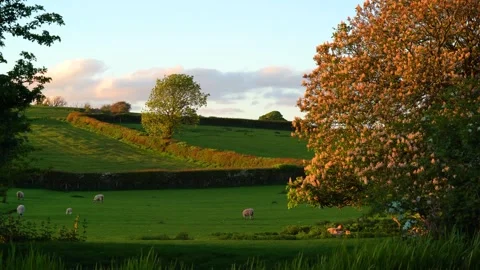 Lambs and the blossom tree Stock Footage 335485494