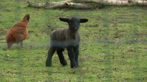 Lambs and chickens at play in a barnyard. Stock Footage 40479814