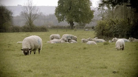 LAMBS AND SHEEP CONTENTEDLEY GRAZING IN FIELD 4K Stock Footage 127766788