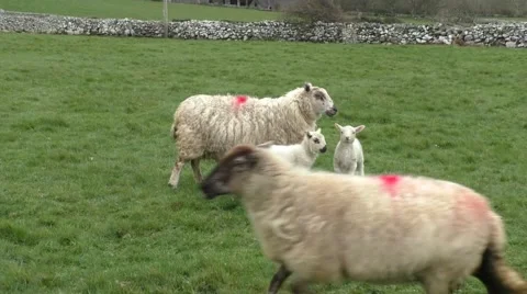 Lambs and sheep in a field Stock Footage 49639675