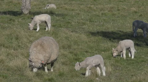 Lambs and sheep in a field in spring Stock Footage 40602441