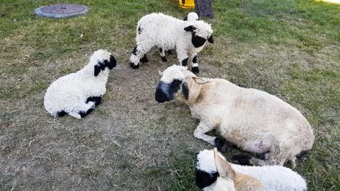 Lambs and sheep Stock-Footage 82140575
