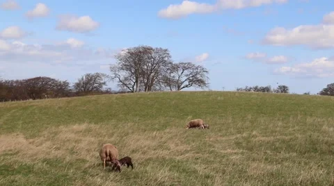 Lambs and sheep to pasture Video stock 49679028