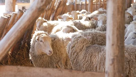 Lambs and sheep in rays of morning sun local organic farm Stock Footage 109205378