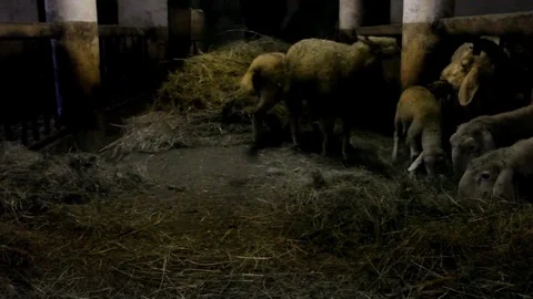 Lambs and sheep in a stall in the Alta Badia Stock Footage 77020297