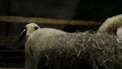Lambs and sheep in a stall in the Alta Badia Stock Footage 77020860