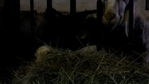 Lambs and sheep in a stall in the Alta Badia Stock Footage 77021976