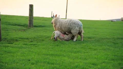 Lambs and sheeps to Pasture Stock Footage 38599786