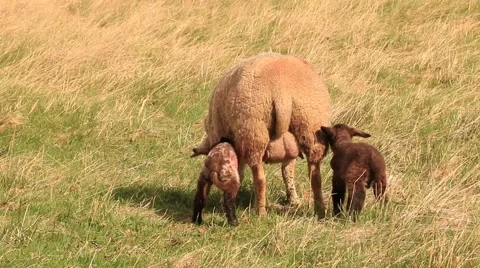 Lambs and sheeps to pasture Stock Footage 49683090