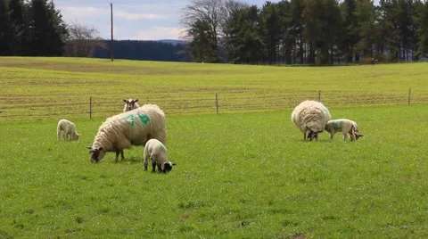Lambs and sheeps to pasture Stock Footage 50182672