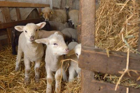 Lambs and Sheeps in a stable Stock Photos
