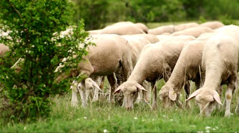 Lambs are eating Stock Footage 37621618