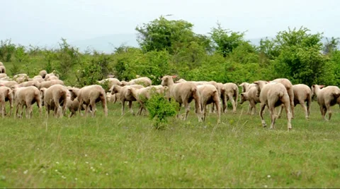 Lambs are going to home Stock Footage 37622109