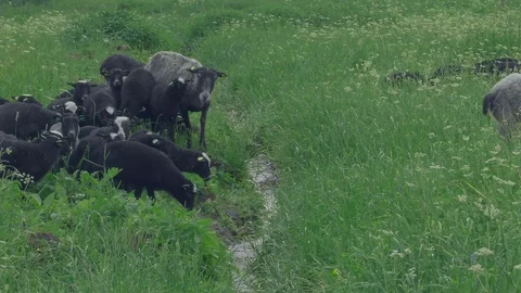 Lambs are jumping. Stock Footage 123987330