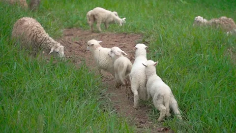 Lambs are running and playing in nature. Stock Footage 249302175