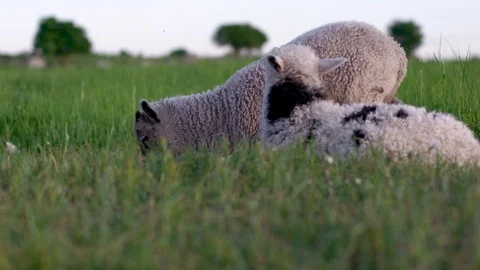 Lambs chilling in grass field Stock Footage 94184242