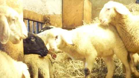 Lambs climb over a hedge to go eat Stock Footage 87312714