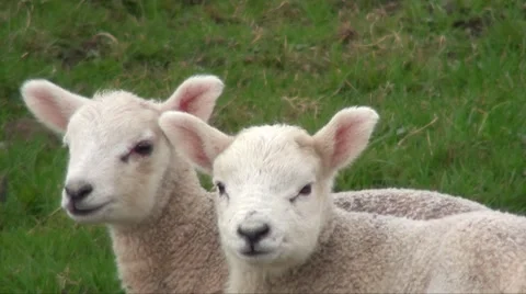 Lambs close up faces Stock Footage 2747668