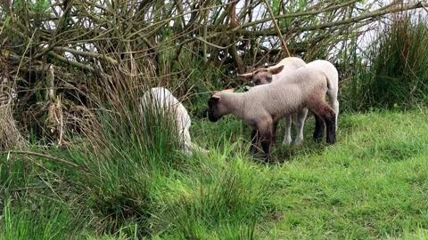 Lambs on the dike bank Stock Footage 194389248