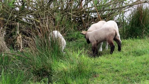 Lambs on the dike bank Stock Footage 194405718