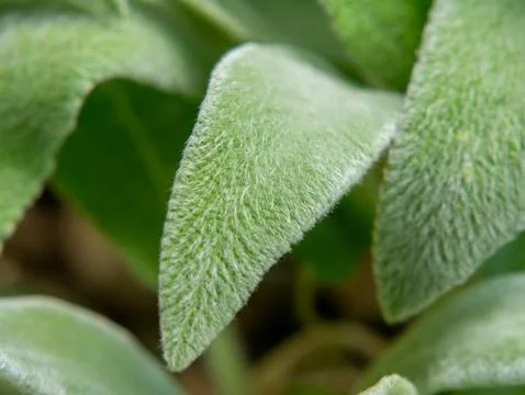 Lamb's-ear leaf texture with soft silver green surface Photos