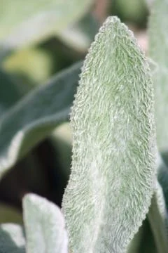 Lambs ears Stock-Fotos