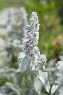 Lambs ears Stock Photos