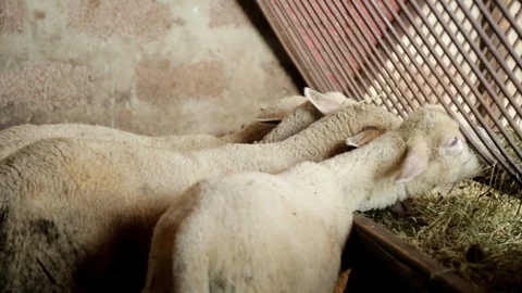 Lambs Eat in a Barn Vídeo Stock 99553377