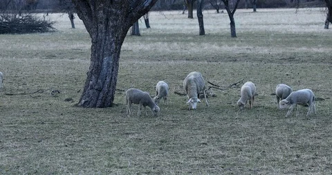 Lambs Eat Grass In A Field Stock-Footage 123799778
