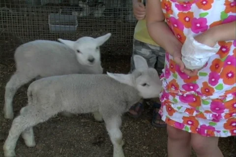 Lambs eating Stock Footage 107068731
