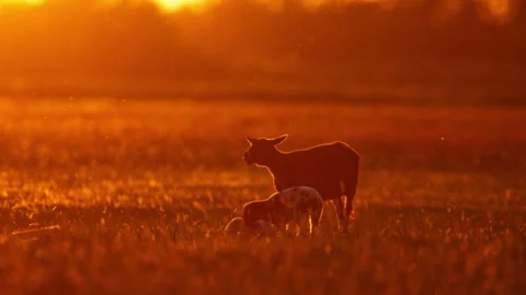 Lambs eating grass and lying down on the field during sunset Stock Footage 337023217