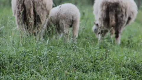 Lambs eating grass Stock Footage 90462915